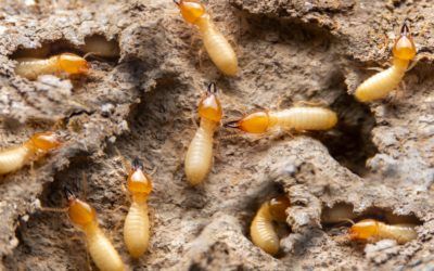 What’s the Benefit to a Home Inspector Doing Termite Inspections?