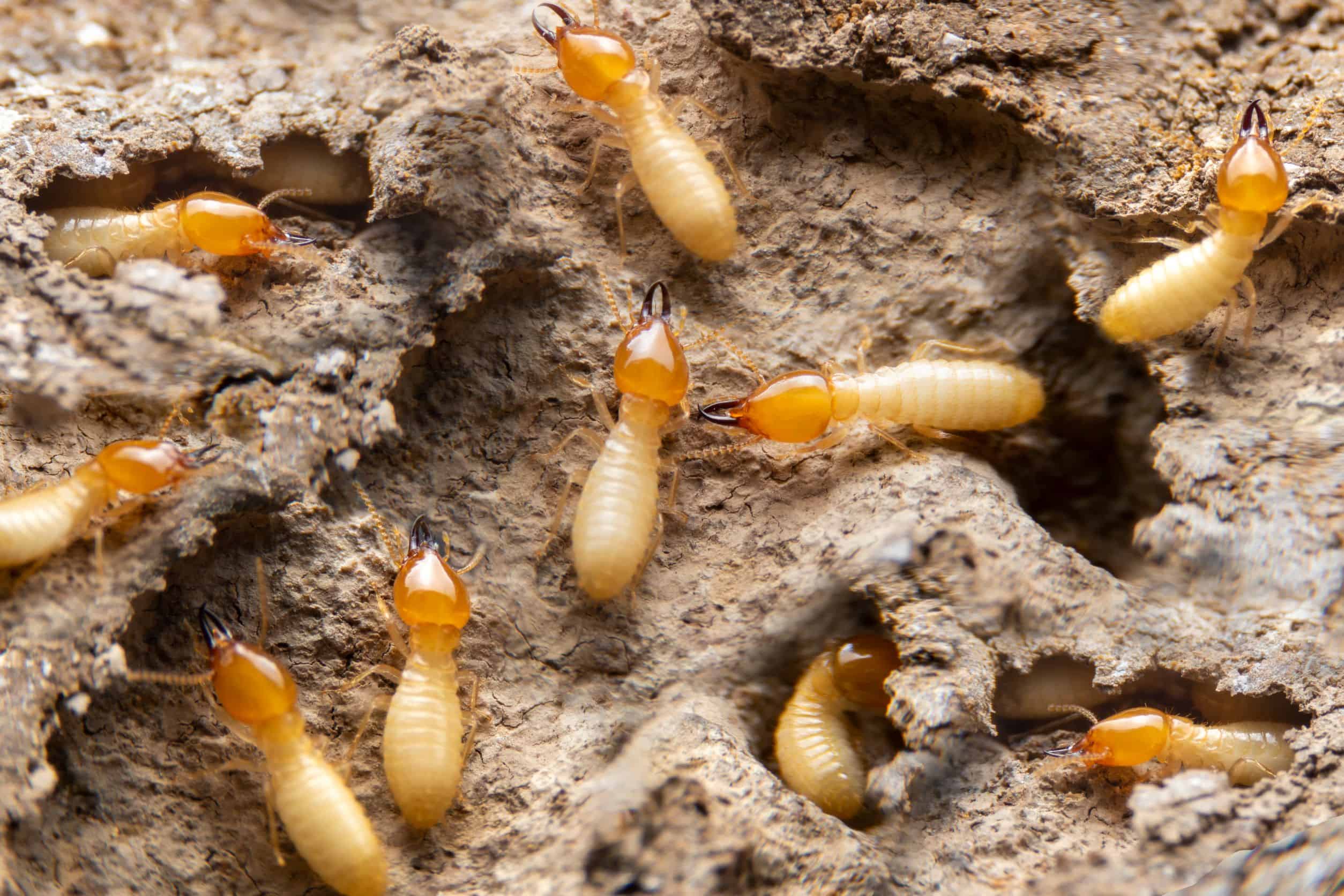 Whats The Benefit To A Home Inspector Doing Termite Inspections Hi Tec Home Inspection Training 6082